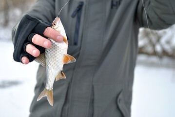 Winter fishing on the river, roach and perch fishing.