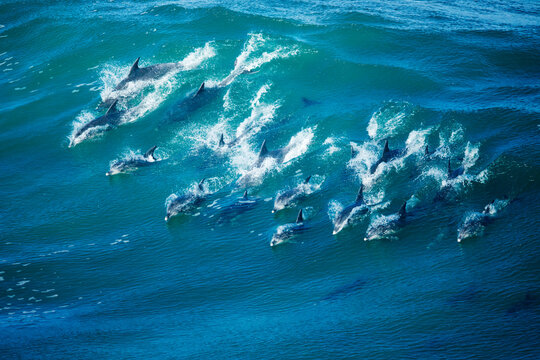 Indo-Pacific bottlenose dolphin (Tursiops aduncus) pod surfing in Indian Ocean, South Africa. 