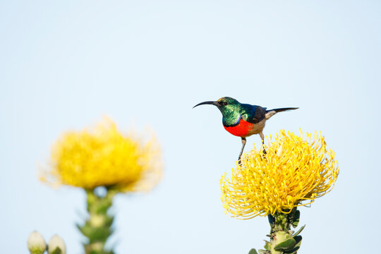 Greater doublecollared sunbird (Nectarinia afra) male perched on Pincushion flower (Leucospermum sp.) in fynbos habitat, Western Cape Province, South Africa. Endemic species to this region. 