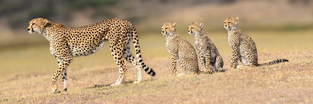 Cheetah (Acinonyx jubatus) playing with three cubs. Serengeti / Ngorongoro Conservation Area, Tanzania. 