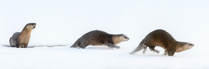 North American river otters (Lontra canadensis) (probably female with two juveniles) on the frozen river edge.Yellowstone National Park, USA. January. Digitally stitched image. 