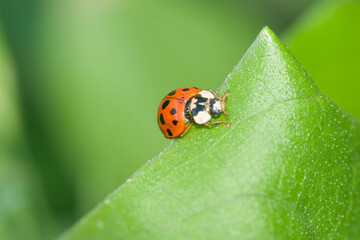 ladybird on a leaf , in the garden