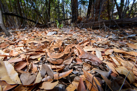 Madagascar ground boa (Acrantophis madagascariensis) lying waiting in ambush on leaf litter on forest floor. Kirindy Forest, western Madagascar. 