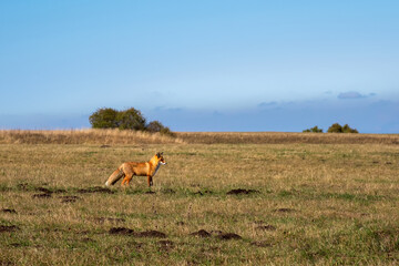 Red fox in the field is looking for prey. Wild fox in a grassy field looking into the distance.