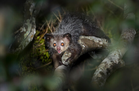 Fototapeta Aye-aye (Daubentonia madagascariensis) foraging in forest canopy at night. Madagascar. Critically Endangered. 