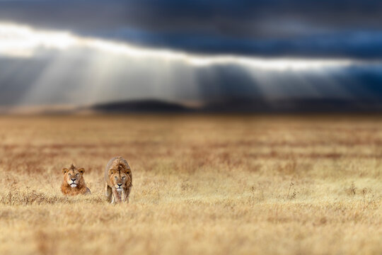 Lion (Panthera leo) two males on savanna with dramatic storm clouds, thundery sky and light rays in the background. Ngorongoro Crater, Tanzania. Composite image. 