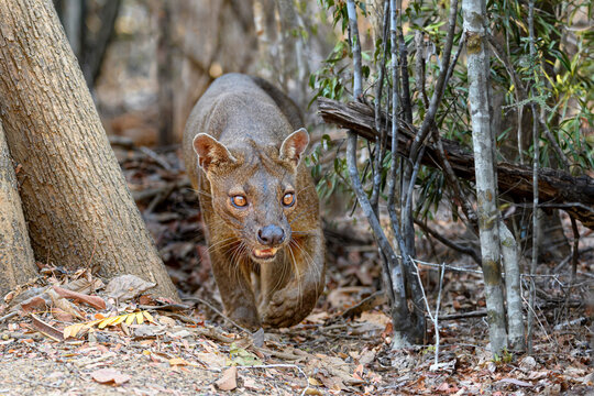 Fosa / Fossa (Cryptoprocta ferox) in dry deciduous forest. Madagascar. Endangered. 