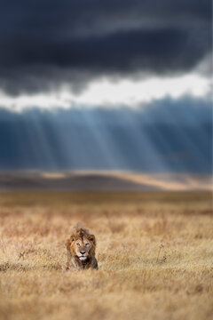 Lion (Panthera leo) male on savanna with dramatic storm clouds, thundery sky and light rays in the background. Ngorongoro Crater, Tanzania. Composite image. 