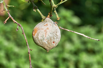 Verschimmelte Orange an einem Baum