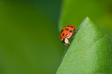 Ladybitd prched on a green leaf , in the garden                     