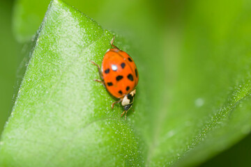 a ladybird perched on a leaf 