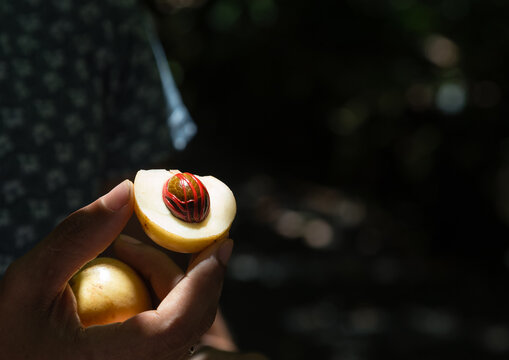 Fruit frais du muscadier ouvert avec sa noix envelopp&eacute;e dans un arille formant un r&eacute;seau de filaments rouges, appel&eacute; aussi &laquo;&nbsp;fleur de muscade&nbsp;&raquo; ou macis