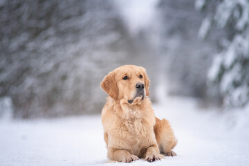 Portrait of a young beautiful thoroughbred golden retriever in a field in the winter on the background of the forest.