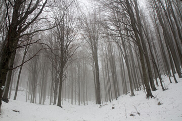 trees in the snow with fog in matese park