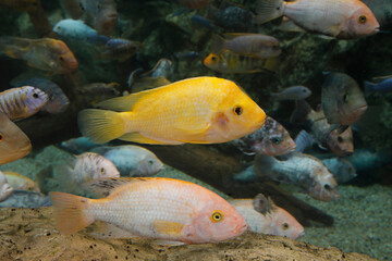 Gelber Schmetterlingsbuntbarsch (Mikrogeophagus ramirezi gold) S&uuml;damerika