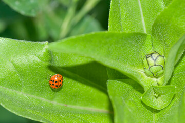 ladybird on a green leave in the garden