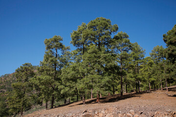  Kanarische Kiefer (Pinus canariensis) auch Kanaren-Kiefer, Insel La Palma, Kanaren, Spanien, Europa