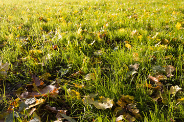 Yellow leaves on green grass