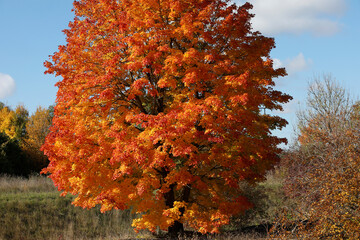  Laubbäume in herbstlichen Farben, Bayern, Deutschland, Europa