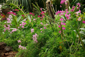 Verschiedene Orchideen im Blumenbeet