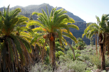Palmen in Berglandschaft auf der Insel Gran Canaria, Kanaren, Spanien, Europa - obrazy, fototapety, plakaty