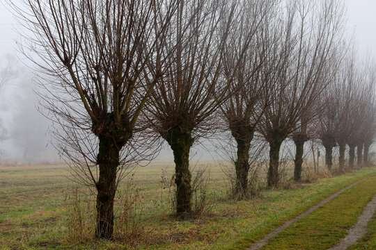 Junge Kopfweiden Gruppe im Nebel, Bayern, Deutschland, Europa