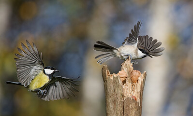 mésange charbonnière et mésange nonnette