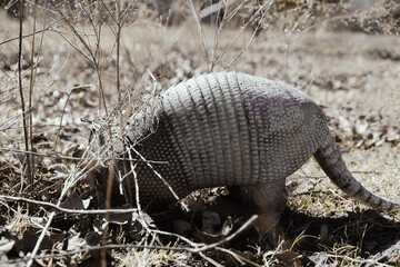 Nine-banded armadillo closeup digging in Texas field closeup during winter season.