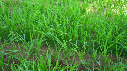 Sprouts of young barley or wheat that have just sprouted in the soil, dawn over a field with crops.