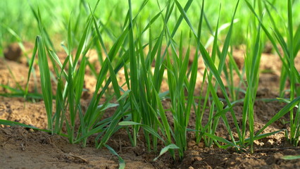 Sprouts of young barley or wheat that have just sprouted in the soil, dawn over a field with crops.