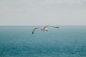 Fototapeta na wymiar Vertical shot of seagull flying with horizon background between sea and sky.