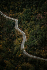 Vertical shot of curvy road surrounded by forest.