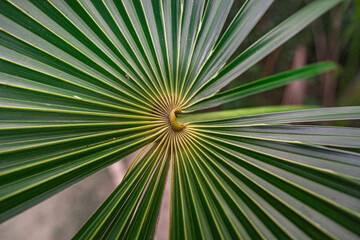Palm tree in a lost jungle. Close up. Texture.