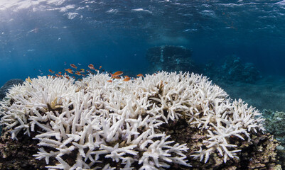 Fototapeta na wymiar Coral bleaching in Okinawa, Japan