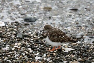Tournepierre à collier