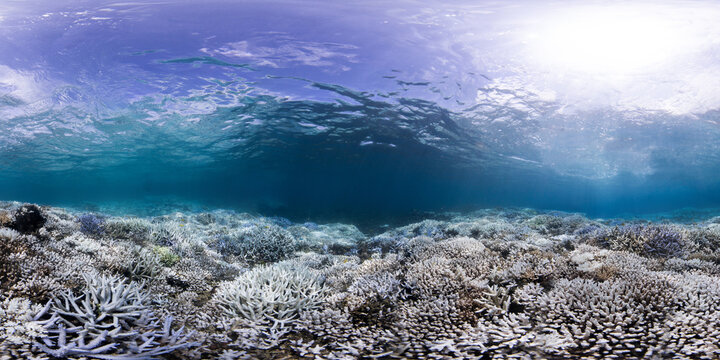 Coral bleaching landscape underwater in Okinawa, Japan during a global bleaching event