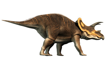 A triceratops, one of the most popular dinosaurs of the Cretaceous period. Isolated without a background. 3D Rendering
