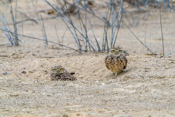 Desert owl in Pisco, Peru