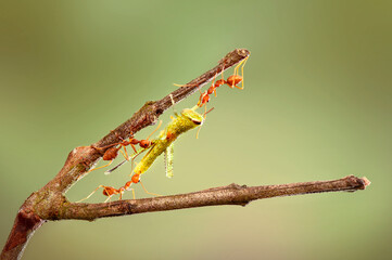 Red Ants prey on leaves in tropical forest
