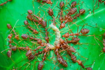 Obraz premium Red Ants prey on leaves in tropical forest