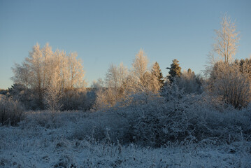 Fields of trees in the north on a frosty sunny day