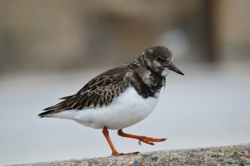 Tournepierre &agrave; collier