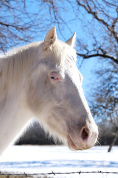 Young white horse face on farm closeup in winter snow.