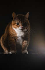 Naklejka na ściany i meble Portrait of a beautiful thoroughbred red cat in a tudia in a low key.
