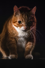 Fototapeta na wymiar Portrait of a beautiful thoroughbred red cat in a tudia in a low key.