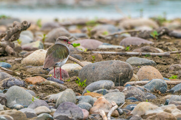 Obraz premium Andean lapwing