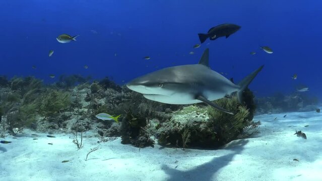 Shark waters