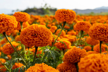 Cempasuchil flower field in a sunny day with blue sky and bales of hay in the background.