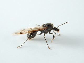 Queen of barbary harvester ant. Messor barbarus       