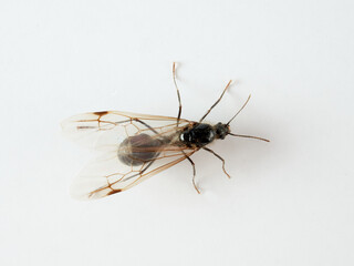 Male of barbary harvester ant. Messor barbarus      